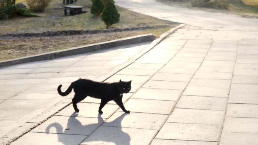 black cat crossing the road