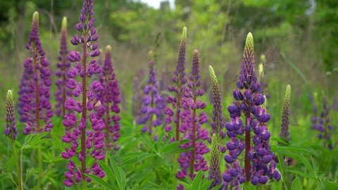 A field of blooming lupine flower closeup. Lupinus, lupin meadow with purple and pink flowers. Summer flower sway in the wind. Lupins. Bush, leaves and buds.