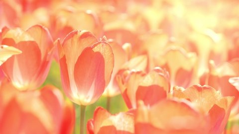 Red tulip flowers blowing in wind in spring, Nature or outdoor background, Nobody