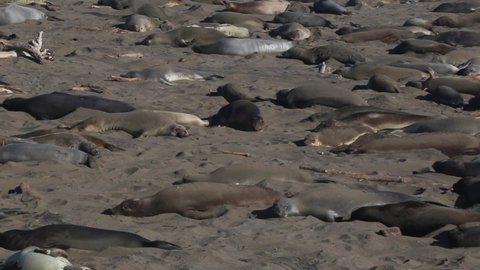 Colony Of Elephant Seals On The California Coastline At Piedras Blancas Rookery In San Simeon. Close Up