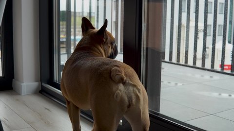 Back View Of A Lonely French Bulldog Looking Outside The Glass Window. Close Up Shot