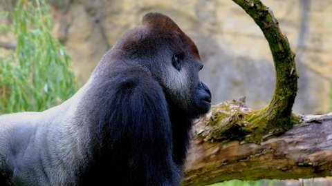 Close up portrait of large silverback gorilla in the Zoo