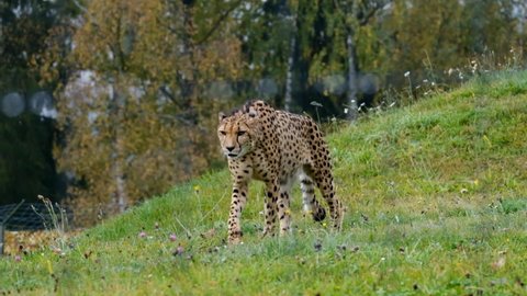 Beautiful cheetah walking in slow motion on grass
