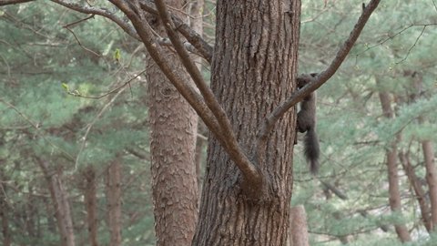 Eurasian Tree Squirrel clambers up on tree trunk in a pine forest