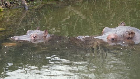 Close up shot of cute baby Hippo and Adult Mother swimming in swamp in slow motion