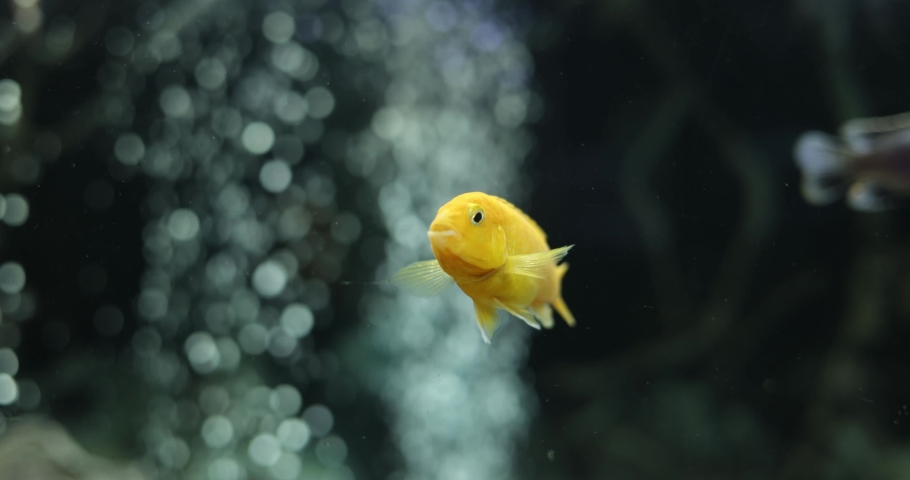 Aquarium freshwater fish swimming underwater | Shutterstock HD Video #1089325279