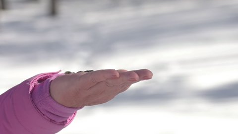 Close-up shot, a Nuthatch bird pecks seeds on a person's hand in a winter forest. Concept of the International Day of Birds