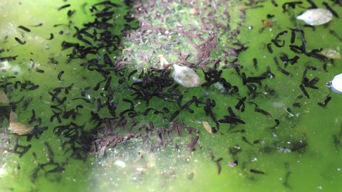 Frog spawn hatching into tadpoles before growing into frogs in a small garden wildlife pond