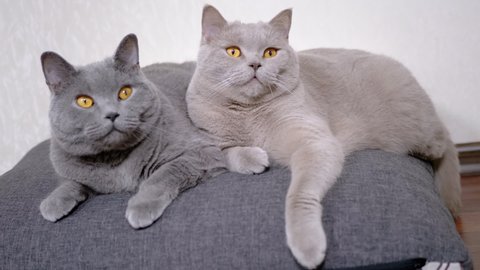 Two Gray Fluffy Cats are Sitting on a Soft Pillow, Watching the Movement Object. Tired sleepy adorable pets relax, rest together at home. Purebred domestic cats with green eyes. Concept love for pets.