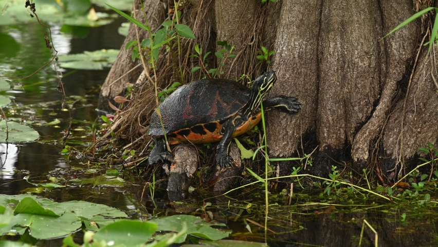 Florida Redbelly Turtle on a tree trunk in Everglades National Park