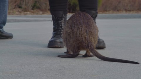 Passers-by walking in the park feed vegetables to local muskrats