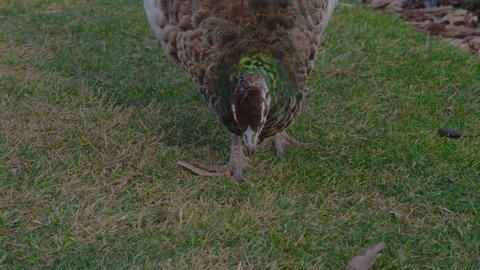 Close-up, a gray peacock pecks at the grass in search of food in the park