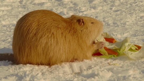 Close-up, a red muskrat gnaws on cabbage sitting on a snow-covered path in a city park