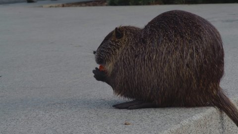 Close-up, a large muskrat wriggles carrots sitting on a granite slab in the park