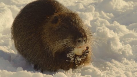 Close-up, a muskrat gnaws on a piece of apple sitting in the snow in a city park
