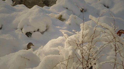 Small ducks make their way through the deep snow on the shore of the lake in the park