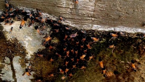 Beautiful View Of Bees. Bees at the bee hive. Swarm of bees