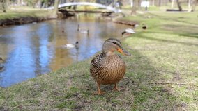 Beautiful duck in the city Park eats bread that people throw at her. Sunny spring day. Close-up. High quality 4k footage