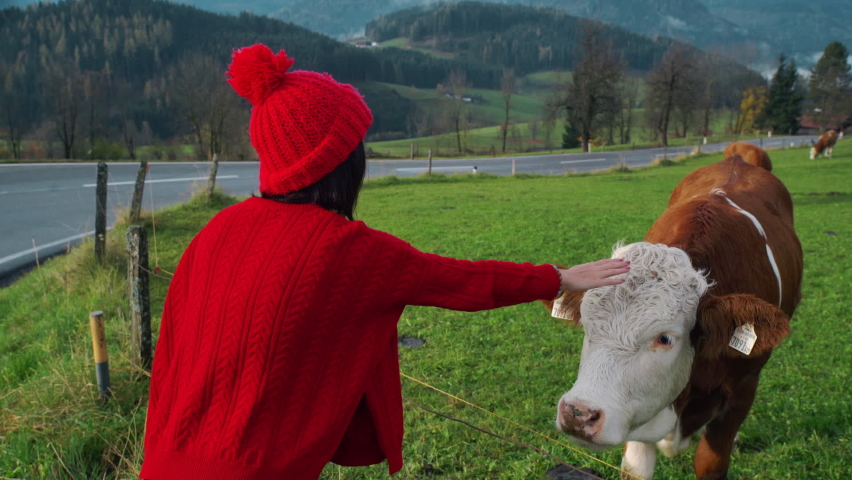 Asian girl in red hat, woman hand pet a cow. Cow and bull in the mountains. Happy alpine milky cows are grazing in the grass. Rural scene, in the background Tatra mountains, Poland, Europe. Well-fed