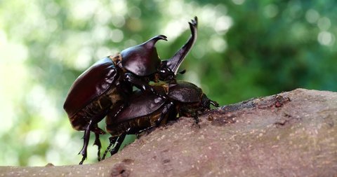 4K video of beetles mating.
With sound.
It's making a squeaky sound.