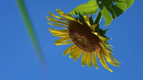 Low angle 4K video of sunflowers and blue sky swaying in the wind