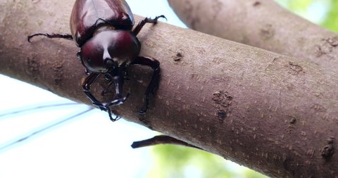 4K video of a male beetle clinging to a tree.