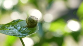 4K video of a snail moving on a leaf.