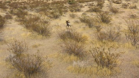 Bighorn sheep wild animal in natural dry arid desert walking alone in Nevada scenic valley of fire natural park