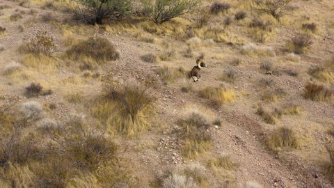 Bighorn sheep resting alone in desert sand dune natural habitat, aerial view of wildlife in valley of fire Nevada natural park