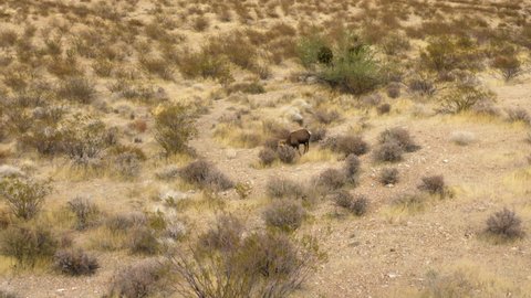 Bighorn sheep walking in desert arid dry location, valley of fire wildlife landscape Nevada usa