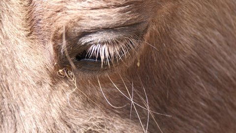Cute Horse closing eyes and enjoying sunlight outdoors in nature,macro close up