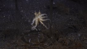 A baby Coconut Octopus living in a jar. Underwater night life of Tulamben, Bali, Indonesia. 