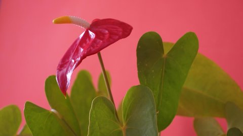 Close-up of an anthurium flower on a bright orange background.Man's hand touches a blooming red anthurium flower.Hobby indoor plants care.Selective focus