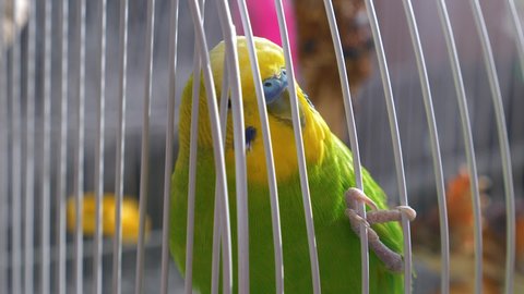 Close-up of a green parakeet in a cage.Singing domestic exotic birds.Bright green adult male parrot in a cage.Selective focus