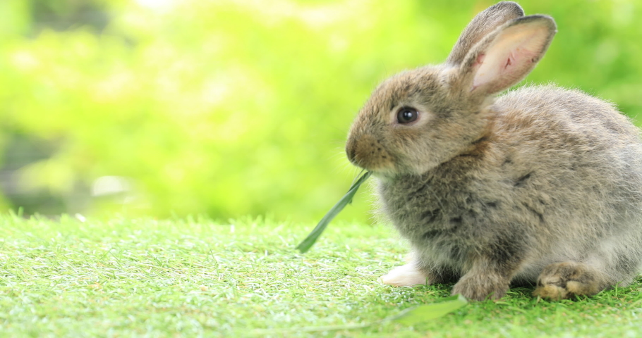Group of healthy lovely baby bunny easter rabbits eating food, carrot, grass on nature background. Cute fluffy rabbits sniffing, looking around, nature life. Symbol of easter day. Royalty-Free Stock Footage #1089336169