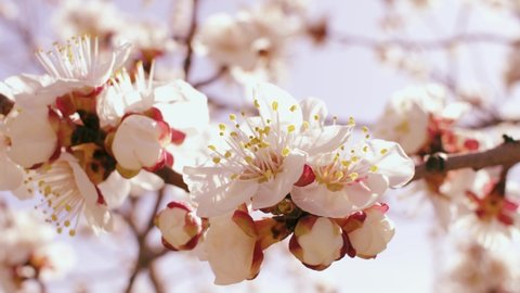 White apricot flower bloom in tree with blue sunny sky in horizon, beautiful natural colors, 4K.