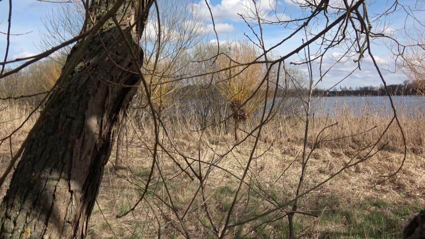 Willows tree by the water (Salix). Willow twigs prepared as a decoration for the Easter holidays.