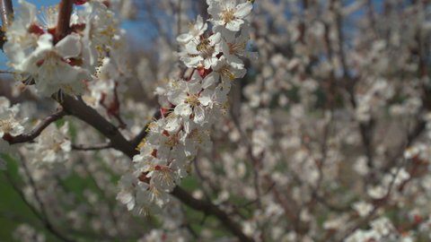Apricot branches with flowers in spring bloom, tree branch sways in the wind. Apricot or cherry blossoms