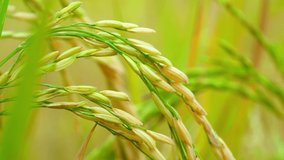 Rice paddy on plants in rice field on sunny in organic farm of countryside, product of farmer in rural from rice plantation season, beautiful close up paddy video on blurred background for harvestion