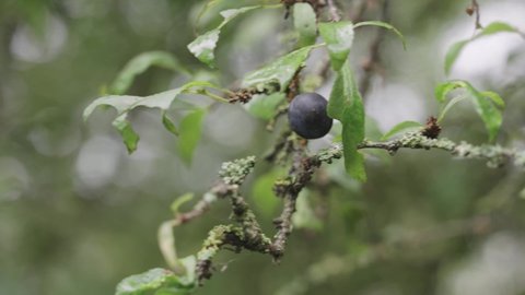 Blackthorn fruit, sloe plum, Prunus spinosa close up, circle pan
