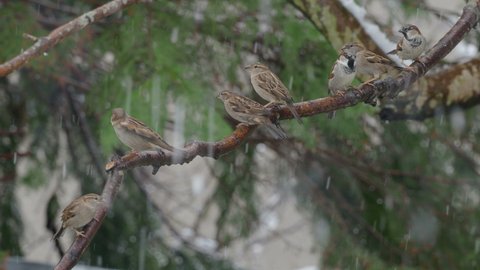 Sparrows lined up on a branch in the snow