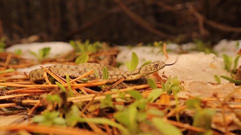 Snake emerging from hibernation in early spring, crawling in near snow on a sunny day.
water snake is a Eurasian nonvenomous snake belonging to the family Colubridae, dice snake.
Reptile, wildlife