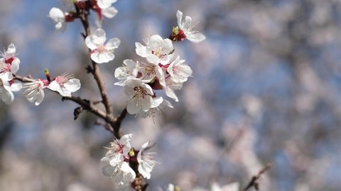 Flowering trees in spring. Close-up of apricot flowers against the blue sky.