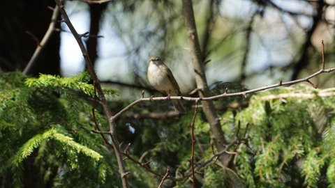 European songbird Chiffchaff, Phylloscopus collybita singing on an early spring day in Estonian boreal forest.