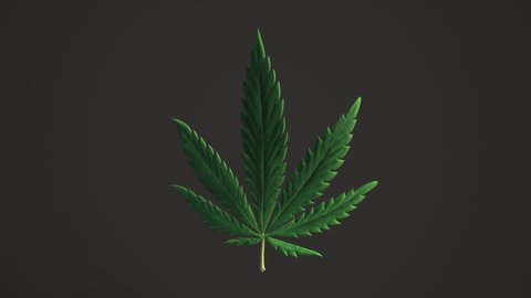 Lovely green Cannabis leaves Loop background leaf Realistic 3D Luma Matte loop Animation. Marijuana, Cannabis, recreational drugs. One sheet black background