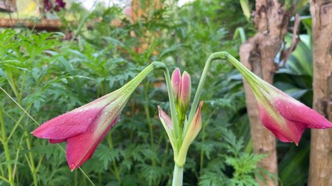  Pink Amaryllis flower  in the garden. Amaryllis (Hippeastrum puniceum), also known as lily or bunga bakung
