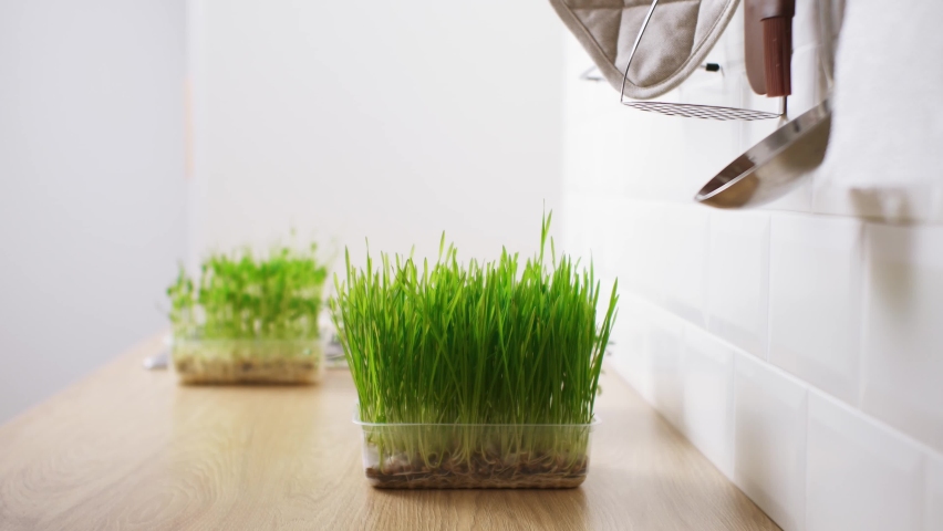 Grow microgreens at home. Woman in kitchen using sprayer sprays young wheat sprouts. Sprouted wheat microgreens for making wheatgrass. health trend. Wheat grass. Wheatgrass. Fresh wheat germ plants
