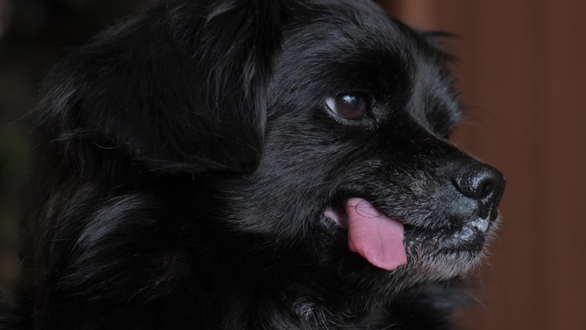 Dog with tongue protruding from the side due to missing teeth, close-up