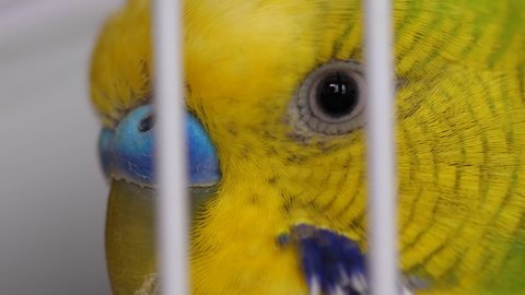 Close-up face of a budgerigar green in a cage. macro.Parrot wavy look. exotic birds. Domestic birds are pets. Selective focus