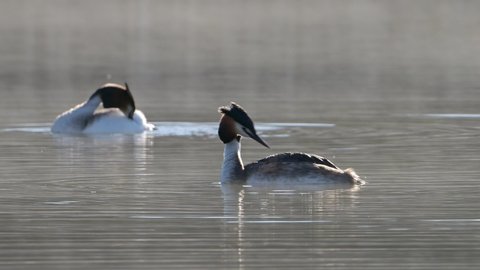 Great Crested Grebe birds (Podiceps cristatus) preening its feathers in the foggy lake at morning light. 